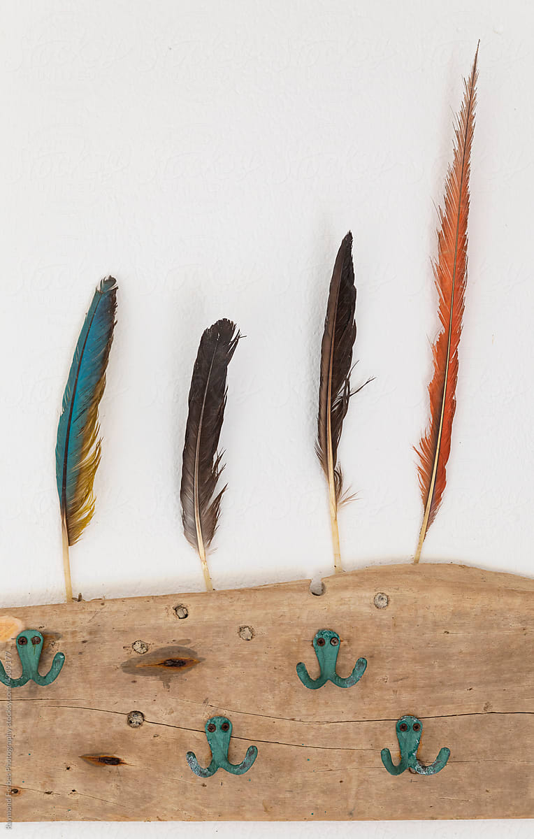 Feathers from tropical Birds on wall