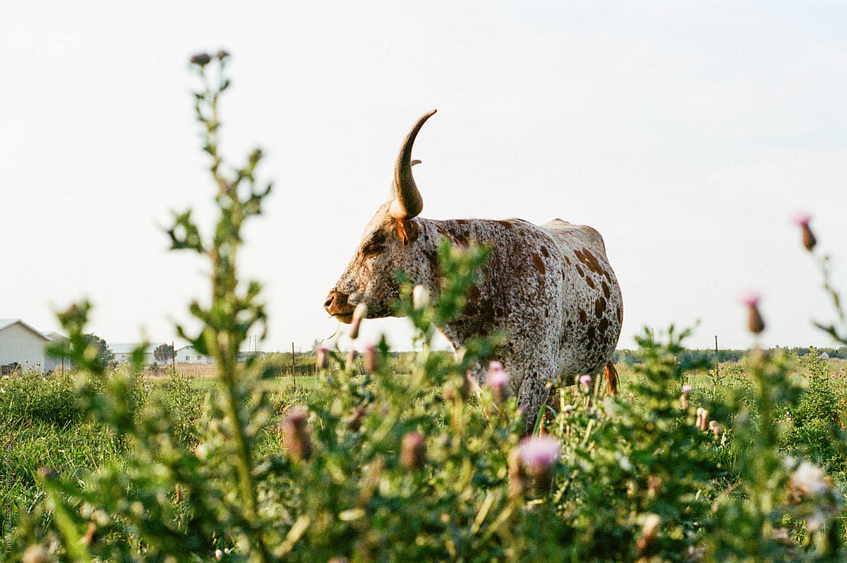 longhorn cow in pasture