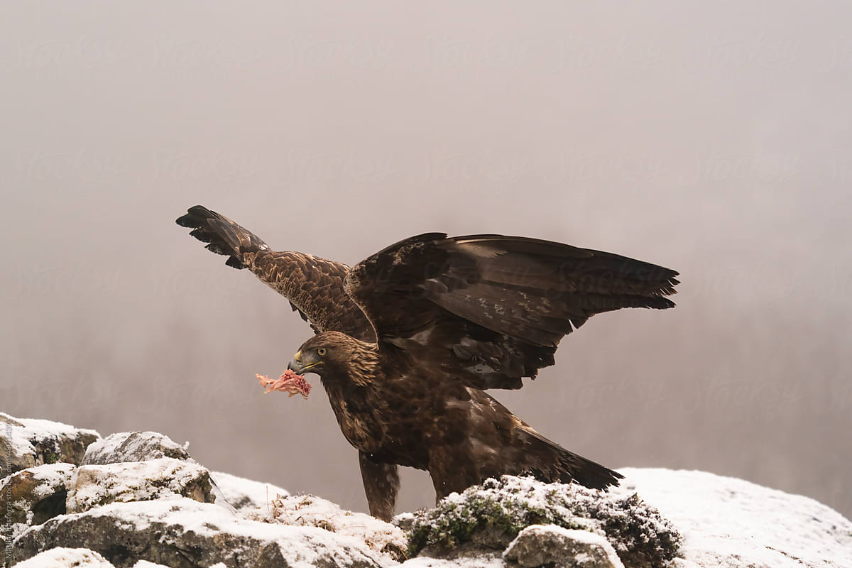 Golden Eagle Feasting On A Prey It Recently Caught
