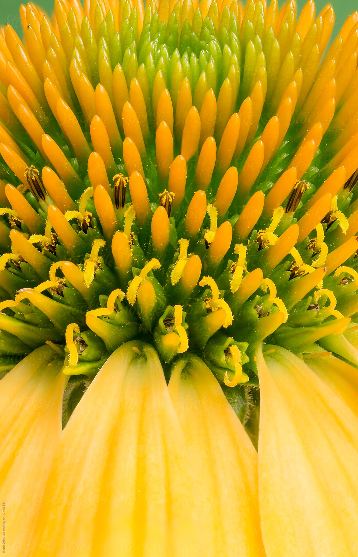 Coneflower blossom, closeup