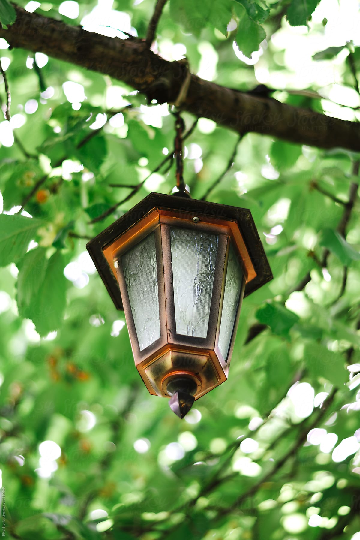 Vintage hanging lantern on tree