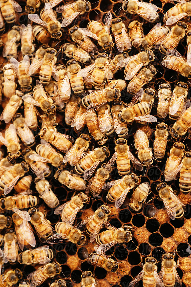 bees on comb