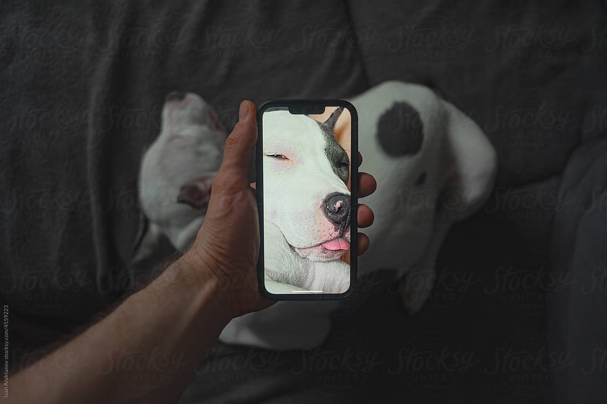 Phone Screen Saver Sleeping Dog