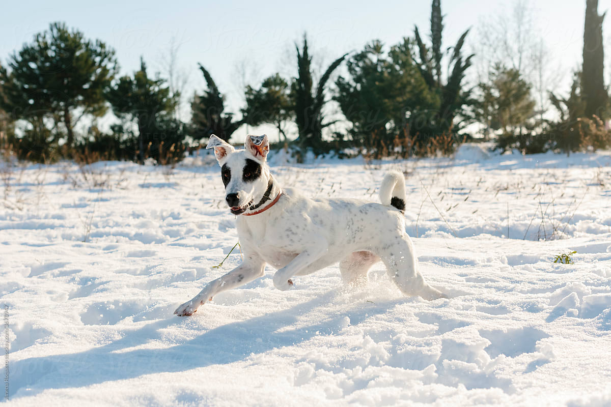 White dog running in the snow