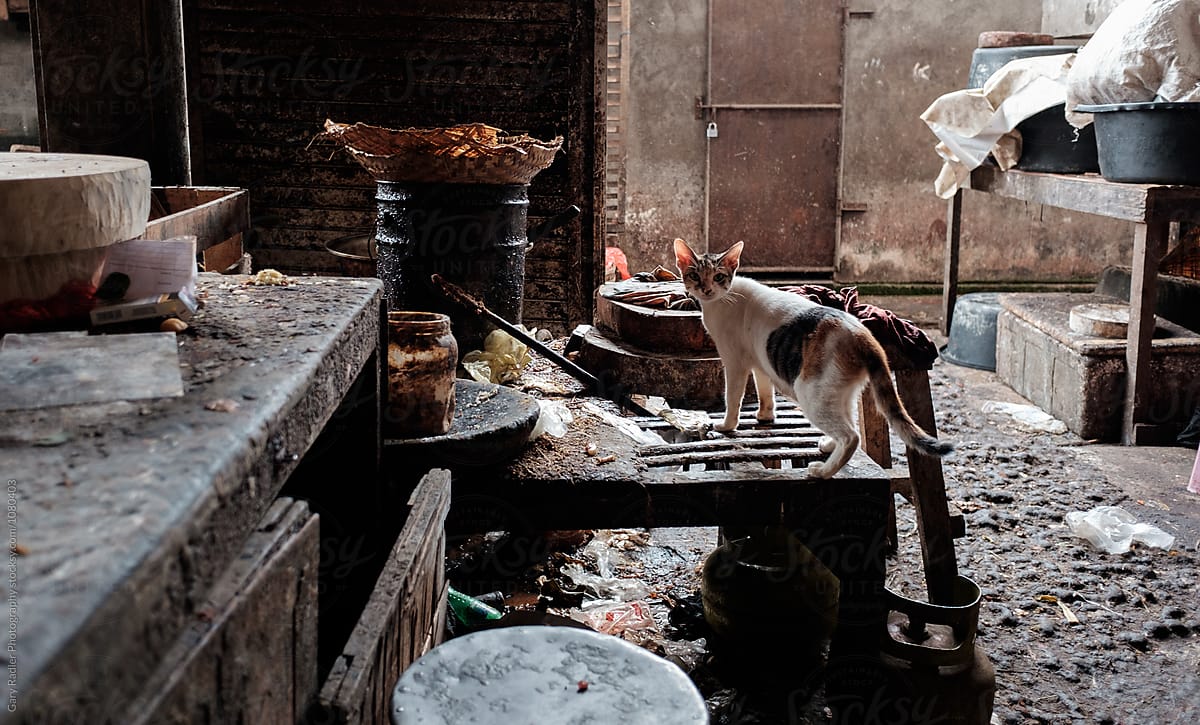 Cat exploring for Food Scraps at Sukawati Market, Bali