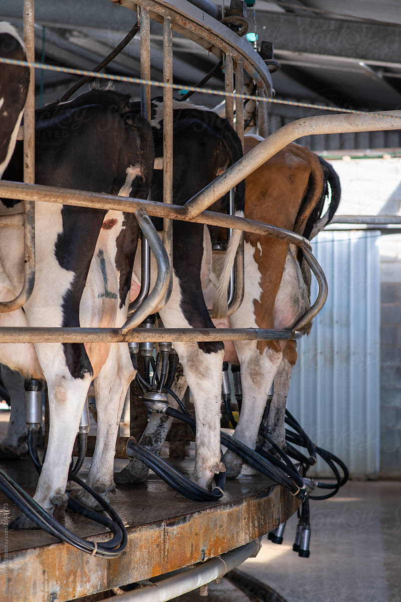Dairy cows being milked on a rotary dairy