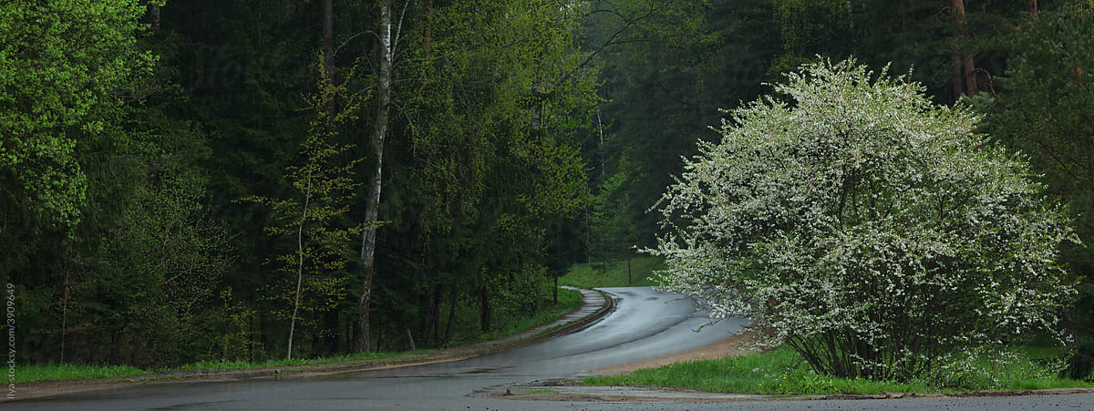 Road in rain on nature with spring flowers