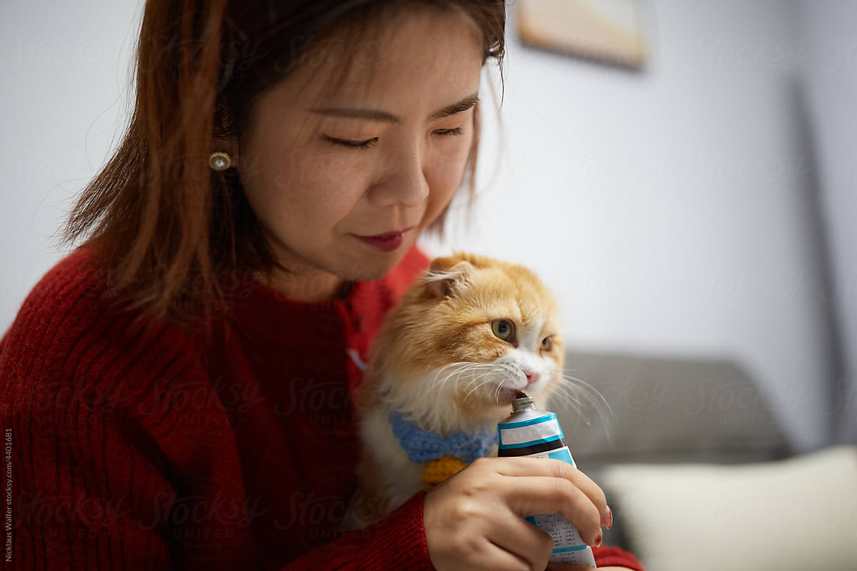 Cute Orange Cat Being Fed A Snack By Its Owner