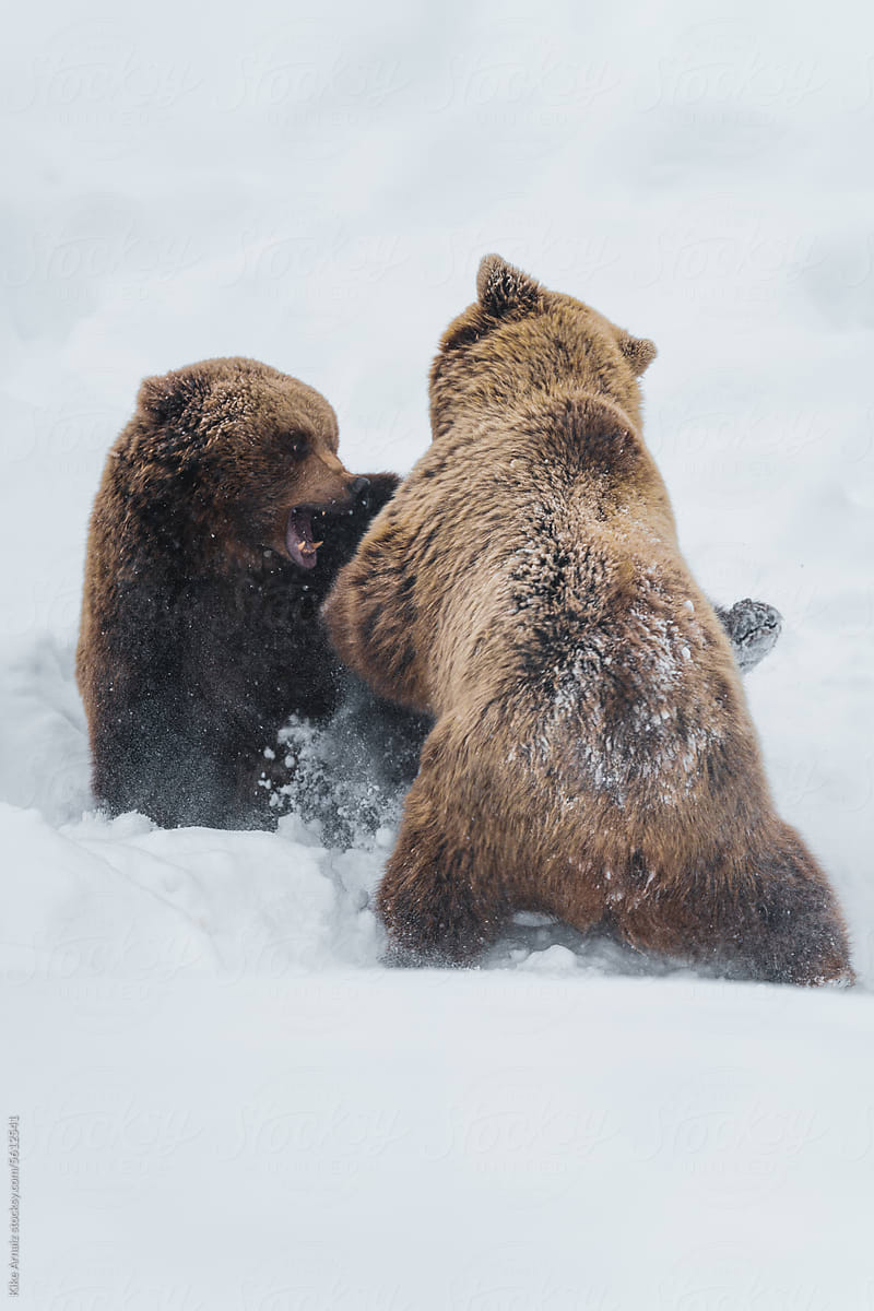 Couple of  bears in the snow