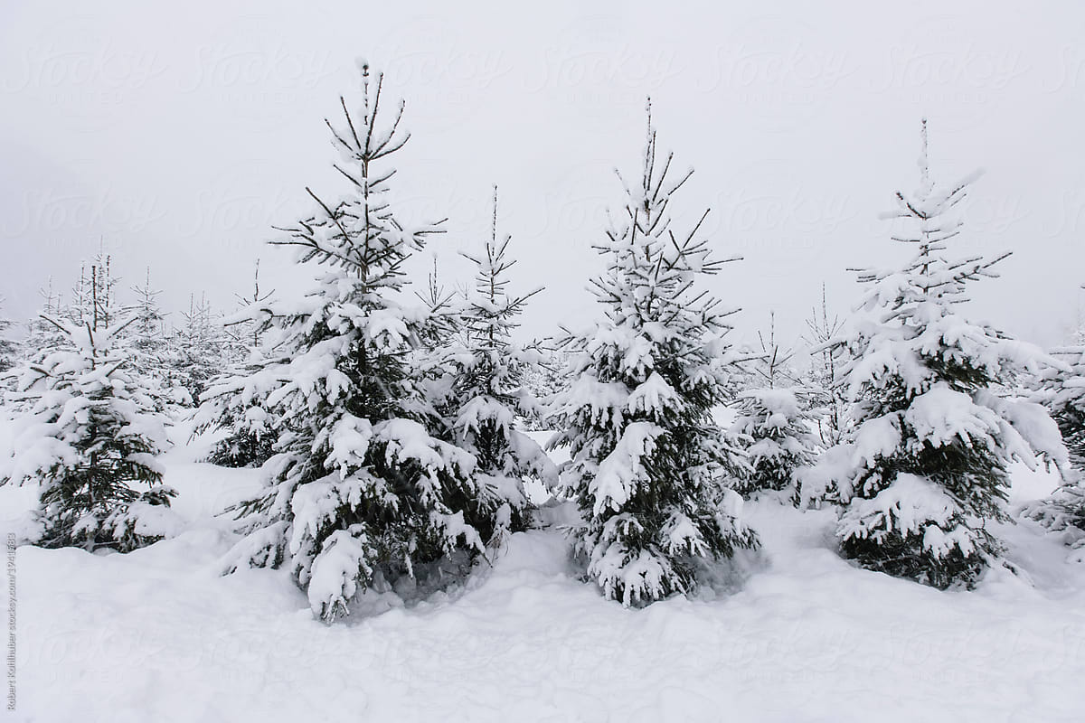 Winter trees in landscape of austria