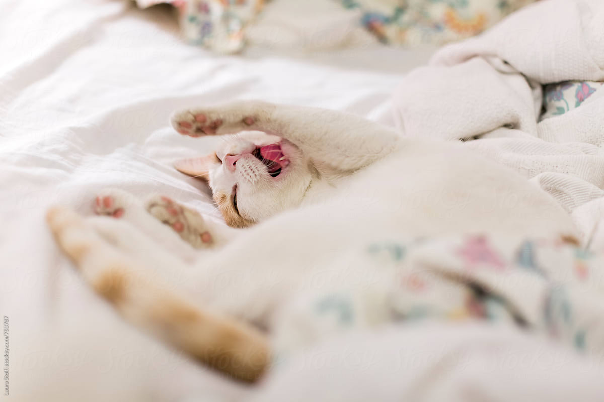 Sleepy cat yawns while laying in unmade bed with flowered sheet