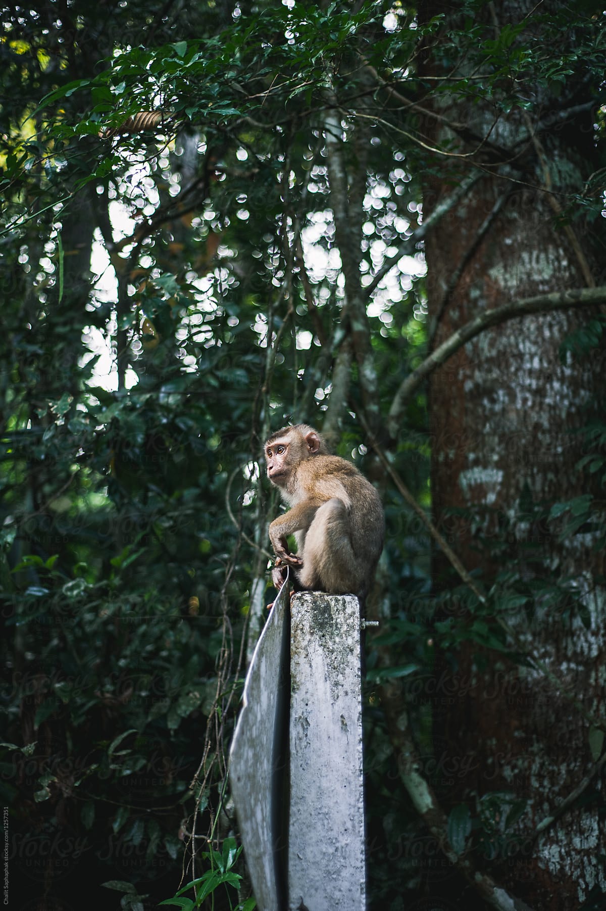 Monkey on traffic pole.