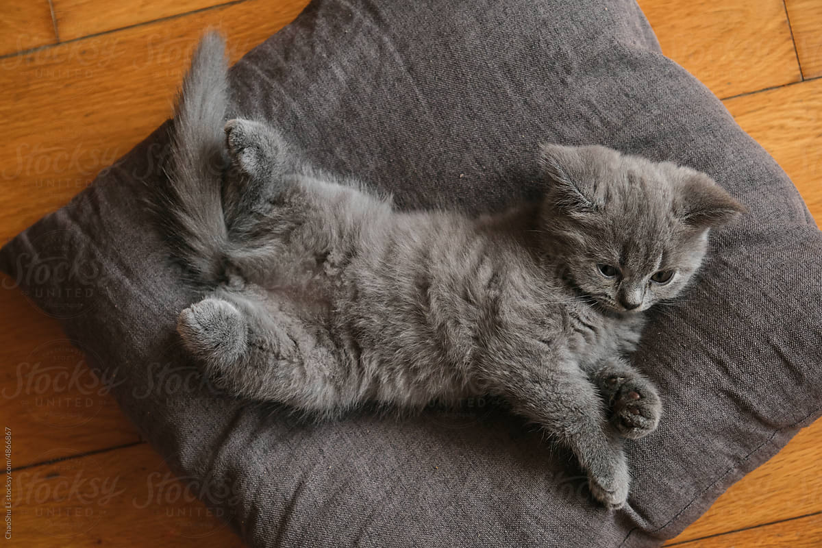 Closeup cute little blue cat kitten on a pillow