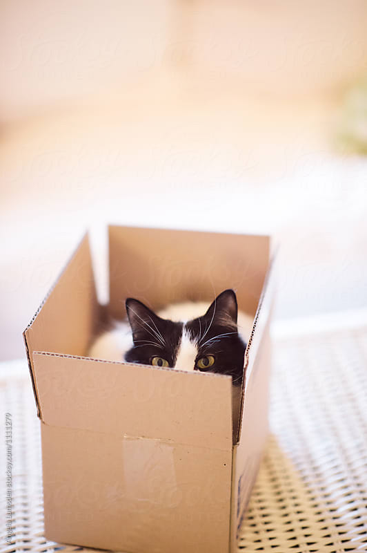 Black and white cat in a small cardboard box