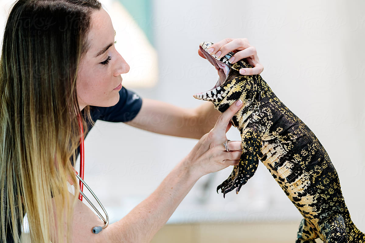 Portrait of Female Veterinarian Examining Reptile