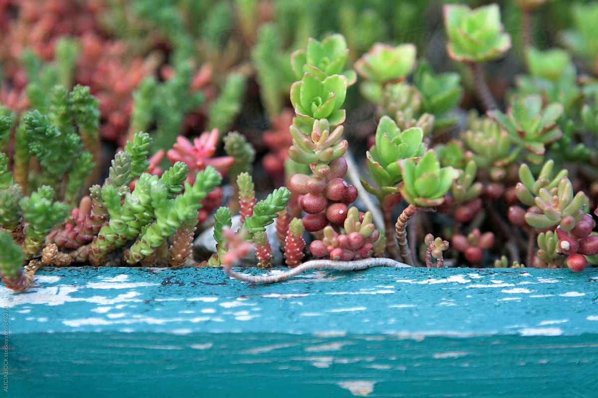 Little Succulent Plants Growing In A Worn Blue Planter Box