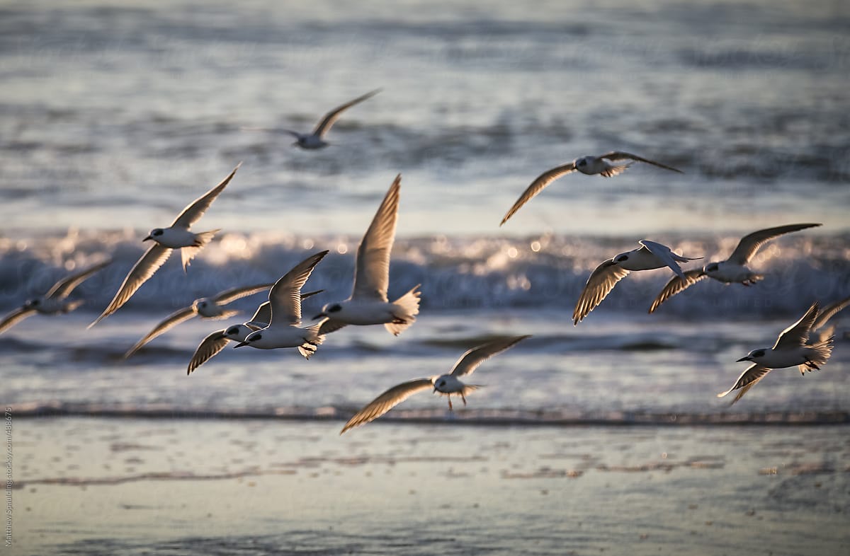 Birds flying in group on ocean sea shore