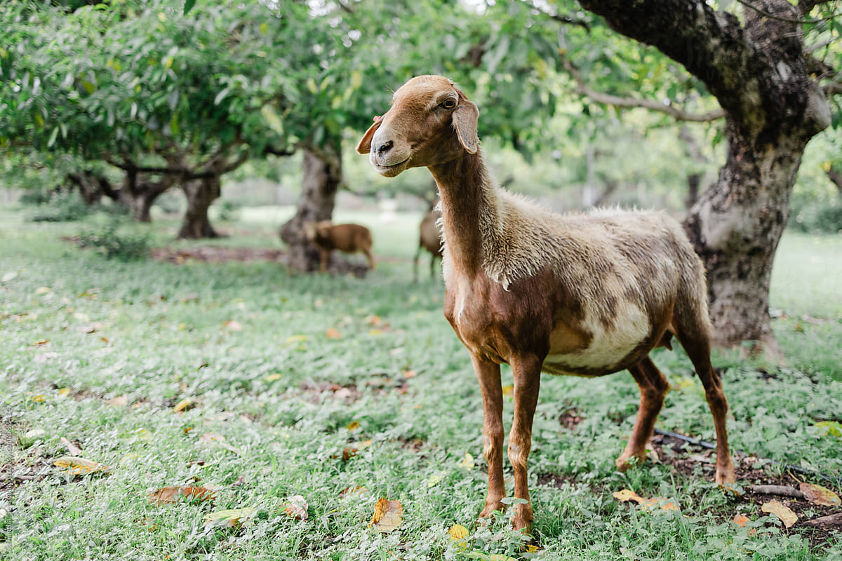 An Awassi sheep in front of avocado trees