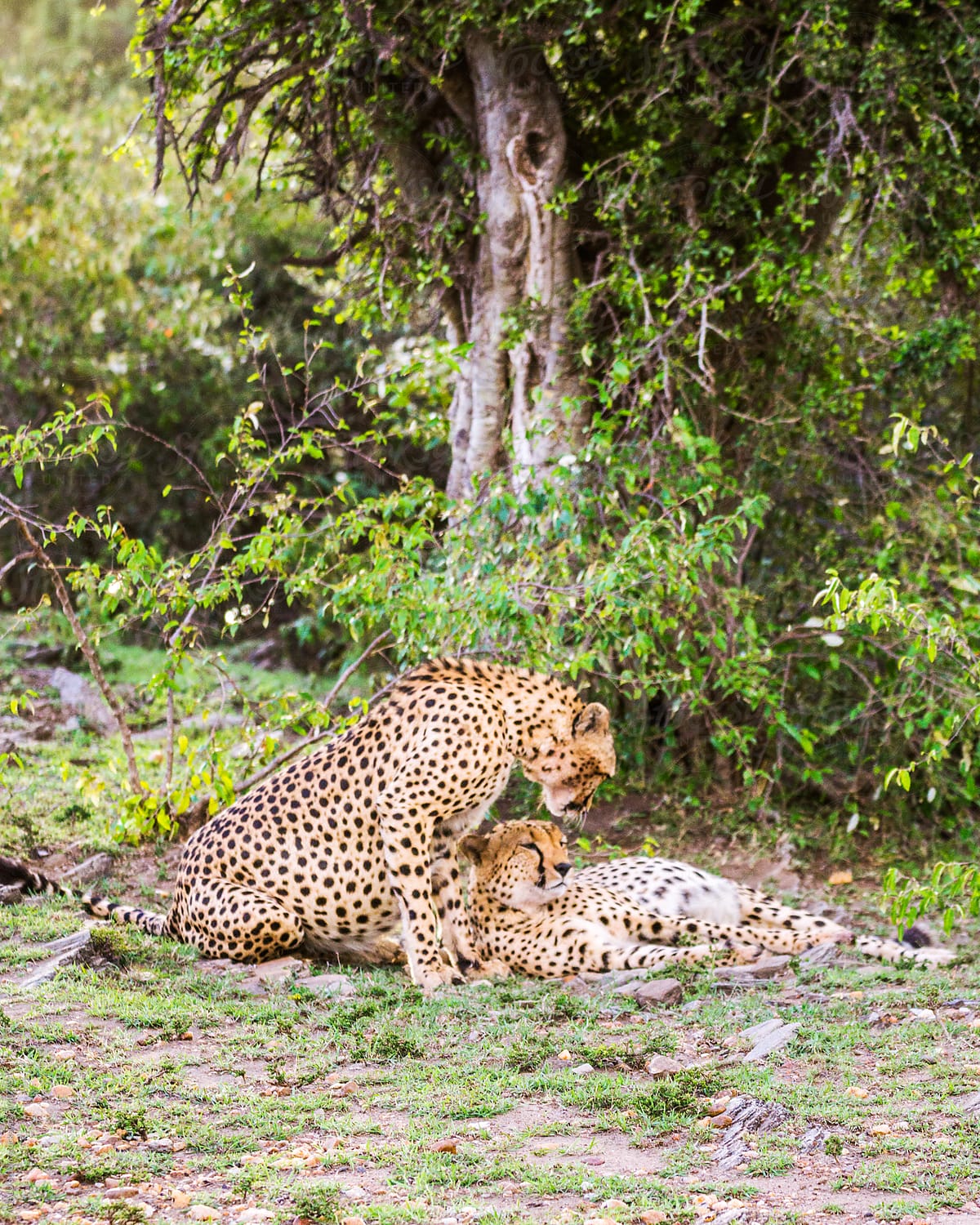 Cheetahs resting under a tree
