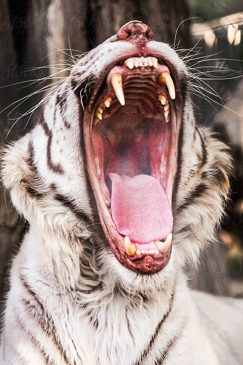baby white tiger roar