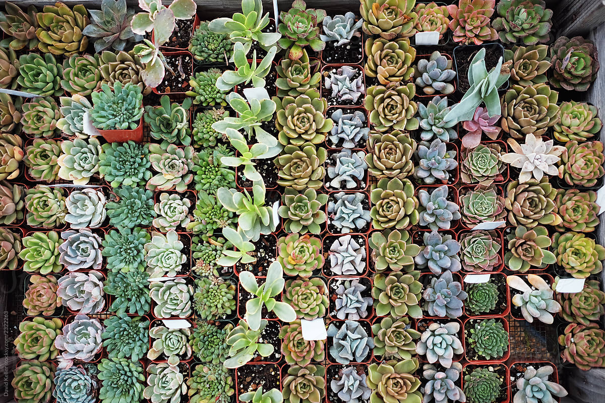 Neatly organized succulents on a table