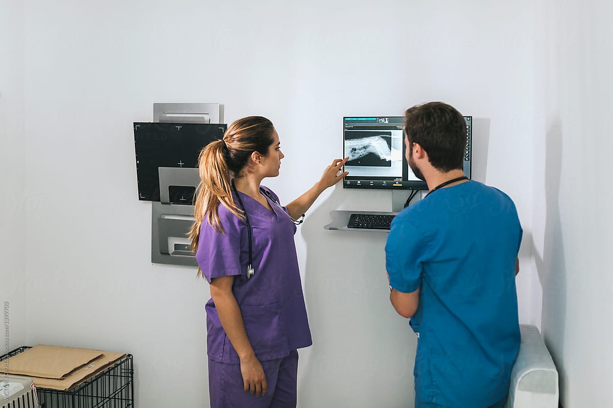 Veterinaries examining a dog\'s x-ray