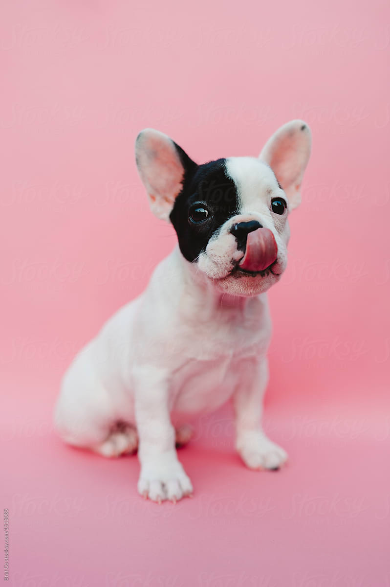 French Bulldog Puppy on Pink Background