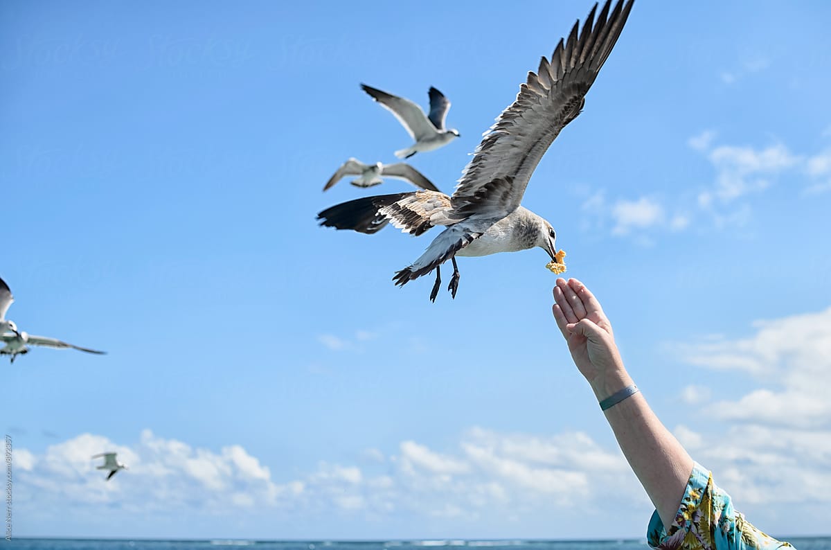 Seagull taking food
