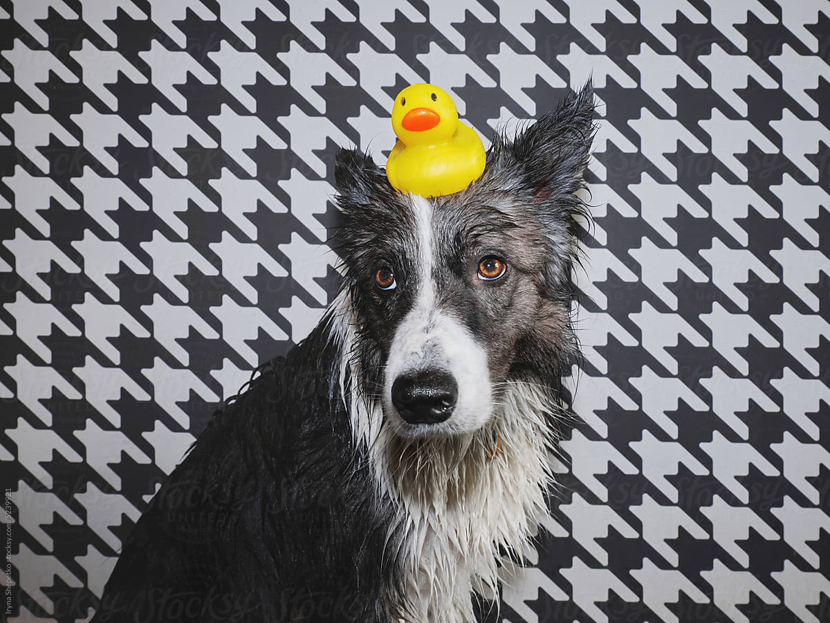 Wet dog with a duck on the head