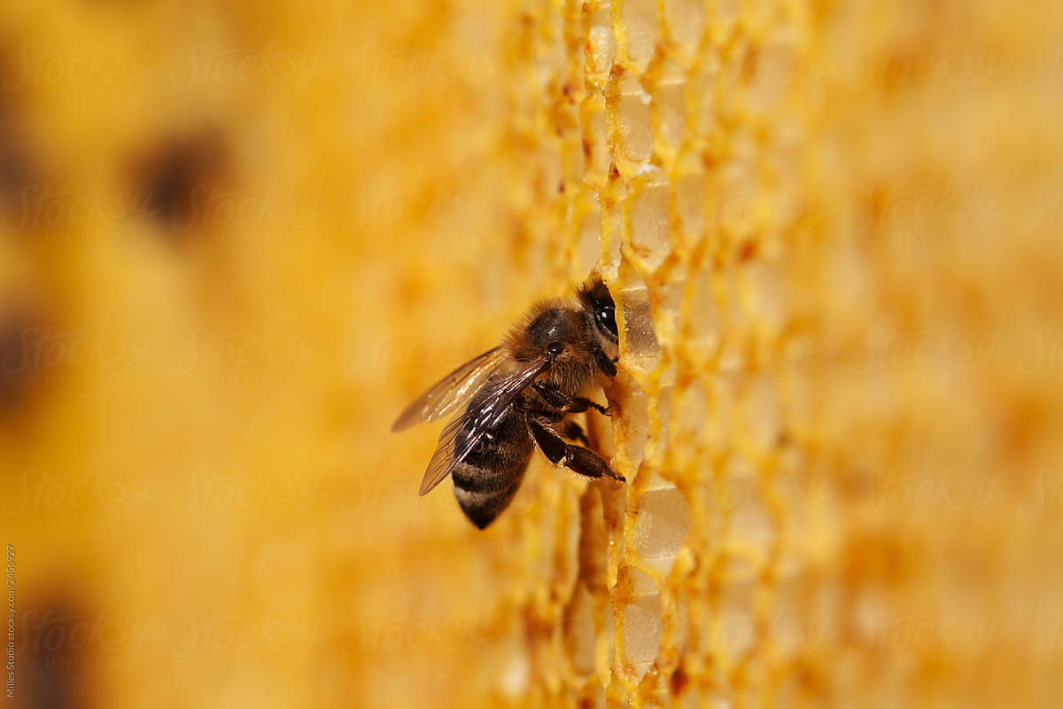 Closeup of bee in honeycomb