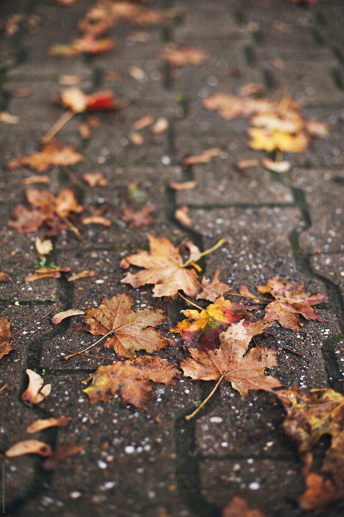 Autumn leaves on a wet concrete