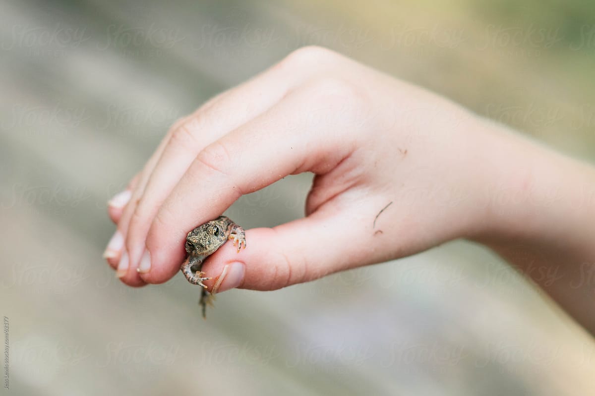 boy holding small frog in hand