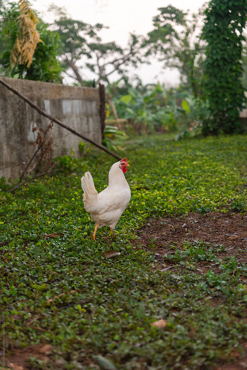 Chicken walking In A Pen