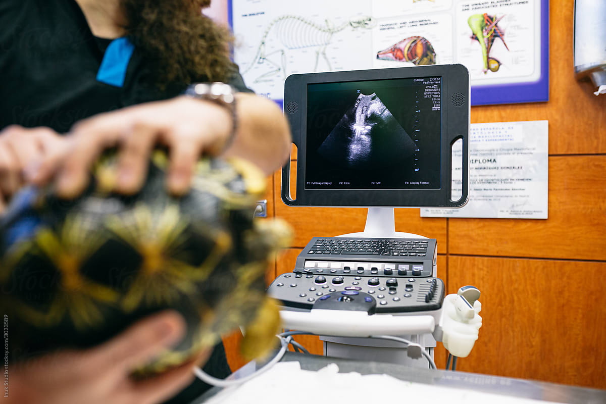 veterinarian doing an ultrasound of the paw to a turtle