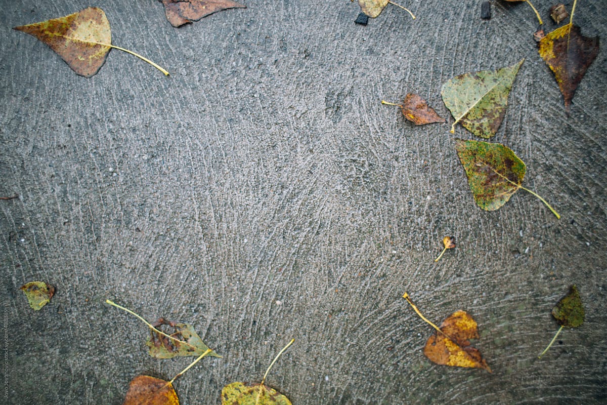 Several leaves scattered on concrete floor