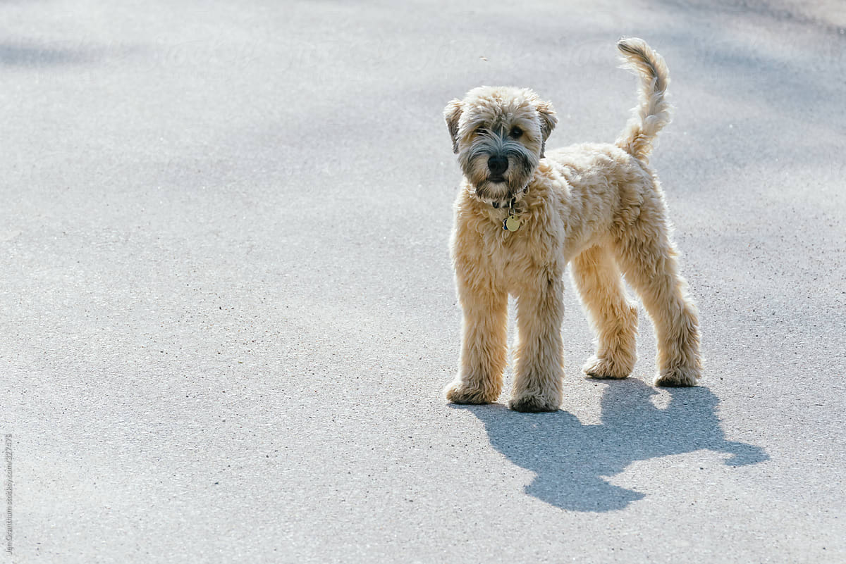 5 month old soft coated wheaten terrier with natural tail