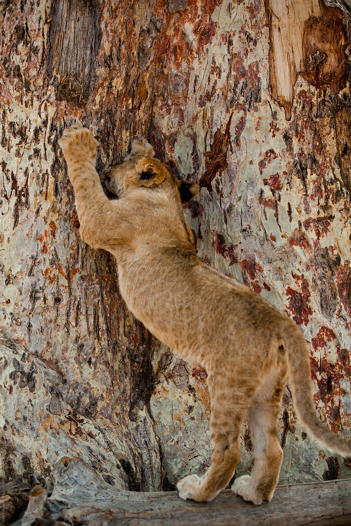Young Lion Sharpening Claws on a Tree