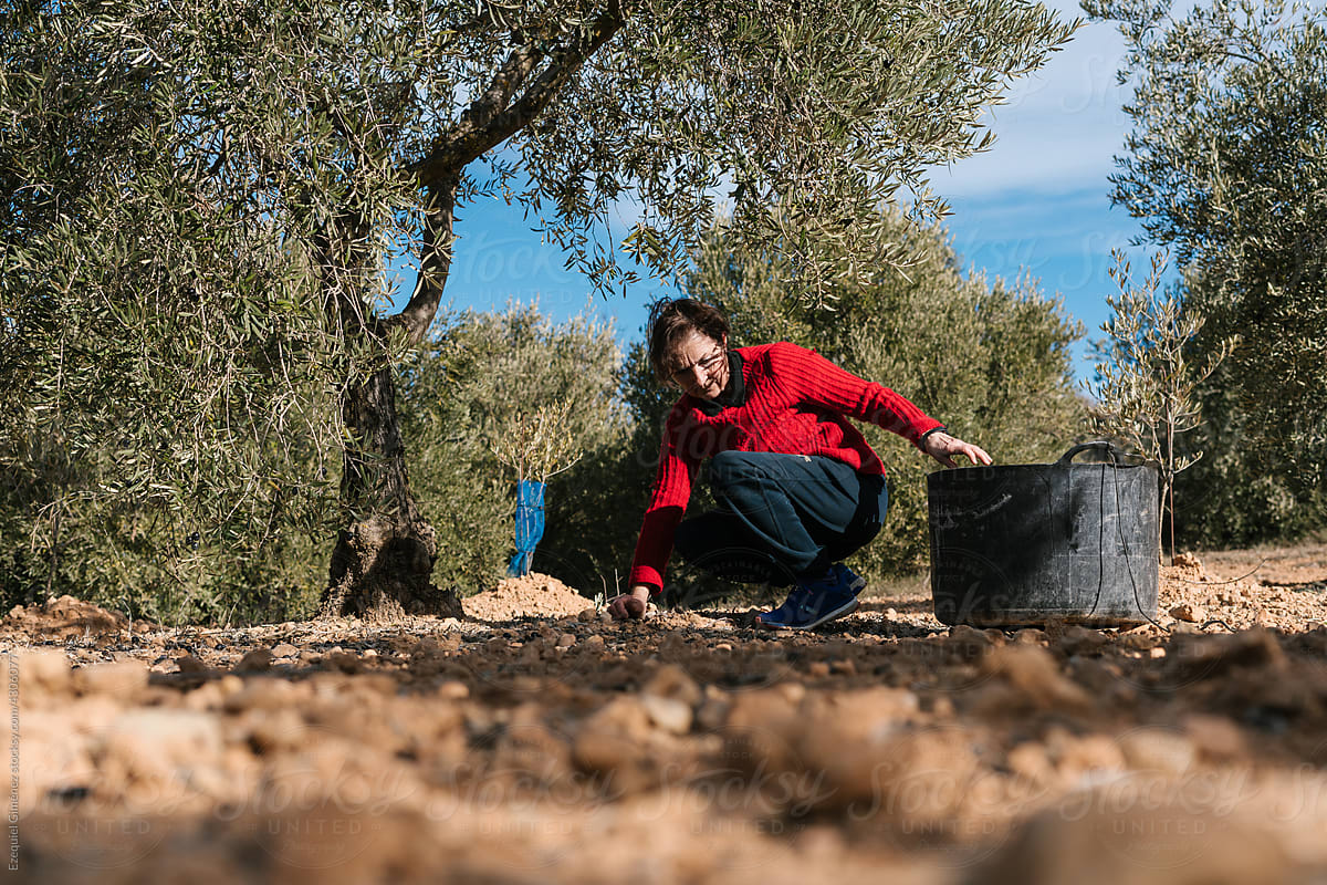 Woman harvesting olives into bucket in farm