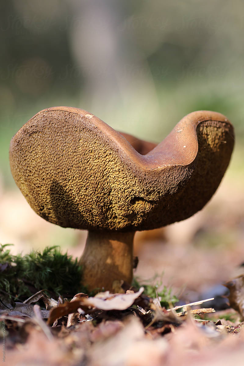 Mushroom in forest in fall