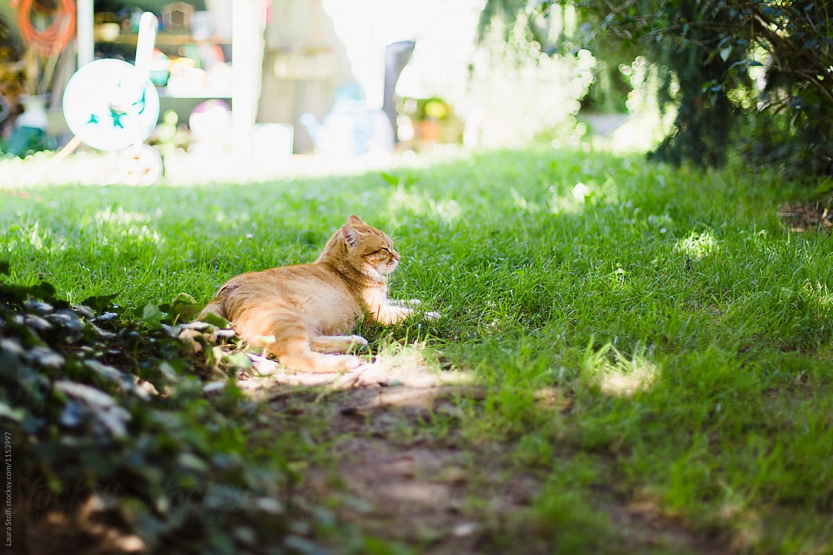 Red cat enjoying fresh air laying in turf