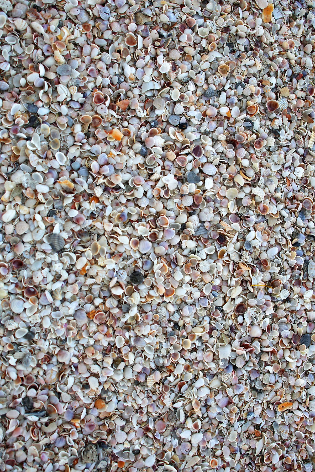 Close Up Of A Beach Made Of Large Amounts Of Small Sea Shells
