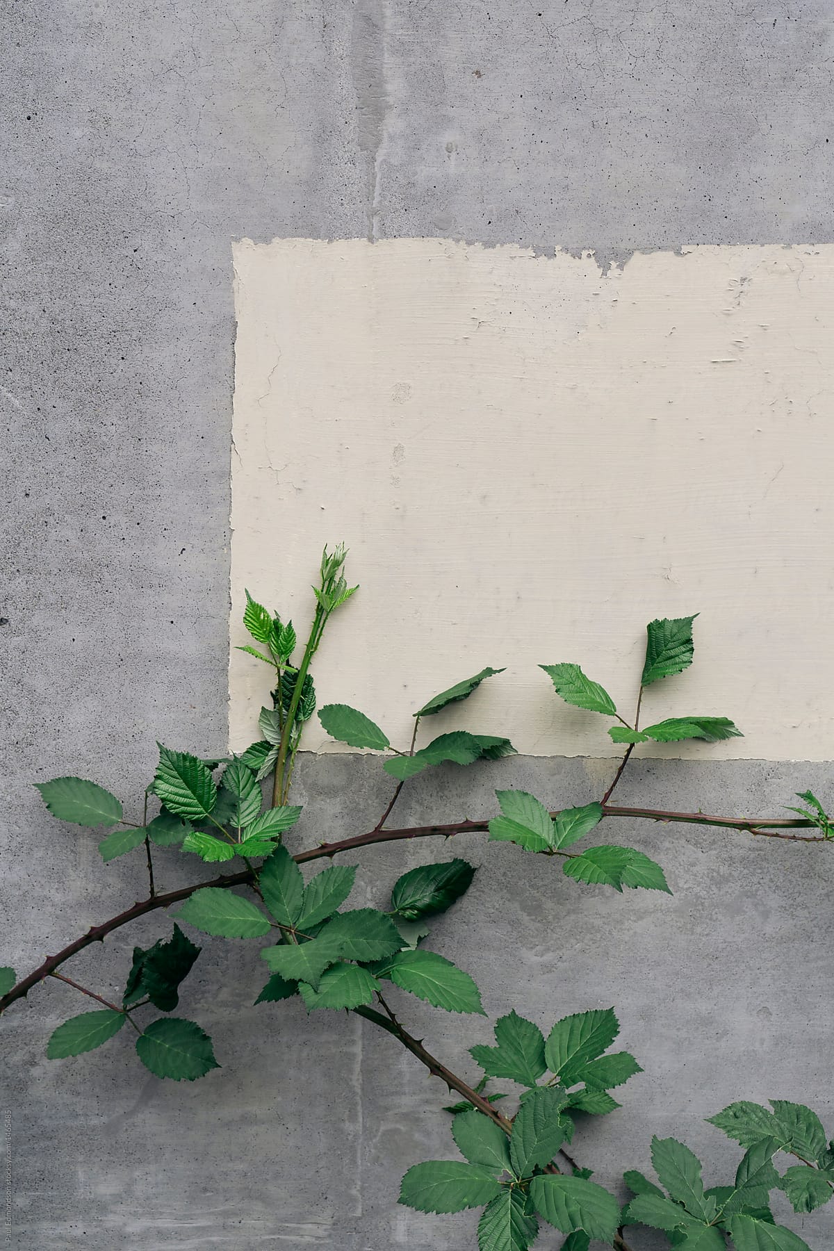 Blackberry vine growing against paint covered building wall