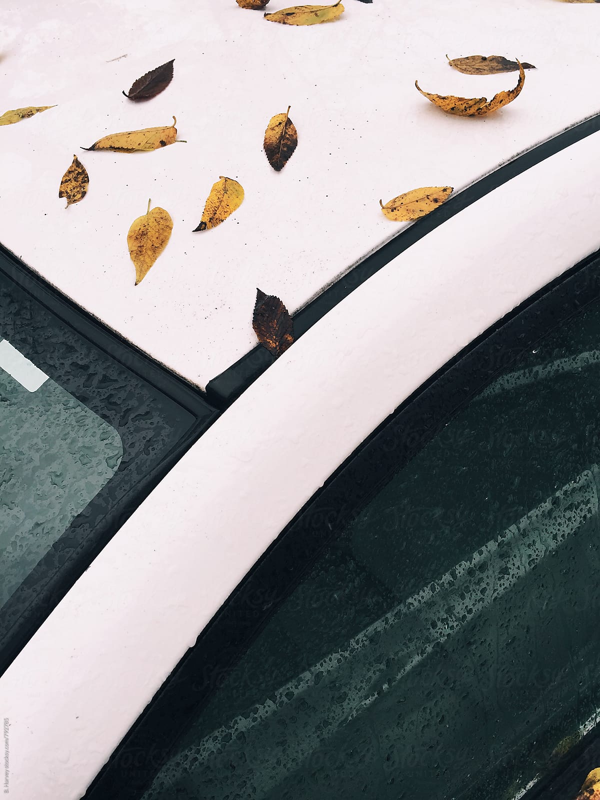 Leaves on a white car
