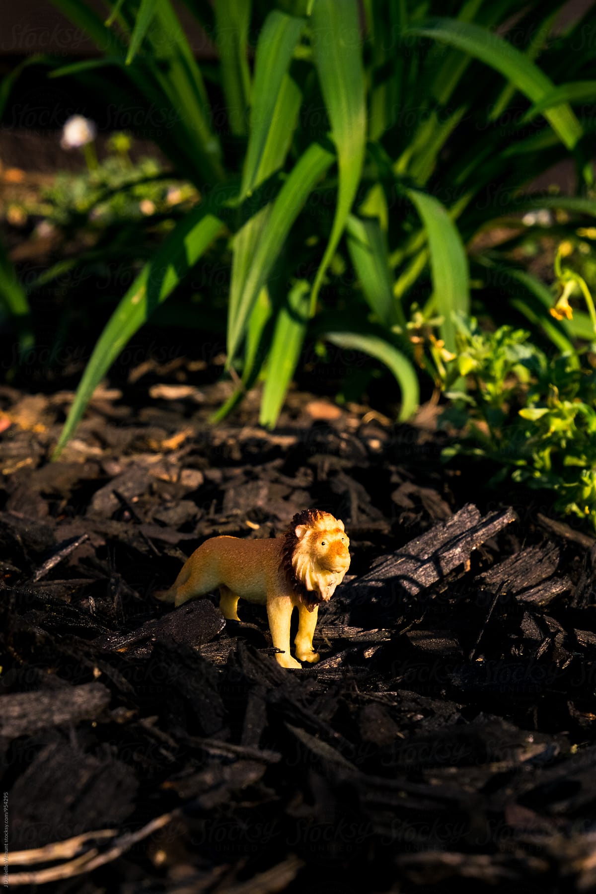 Miniature Plastic Toy Lion in earth and grass