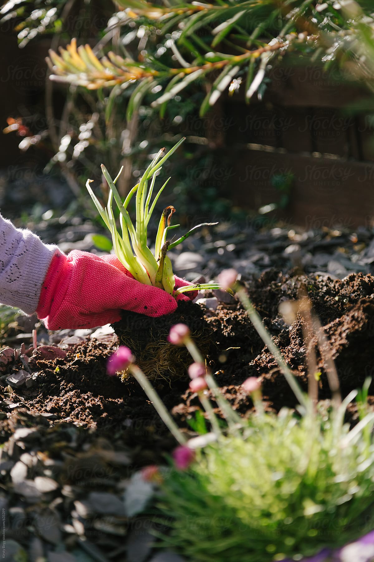 Young girl gardening at home