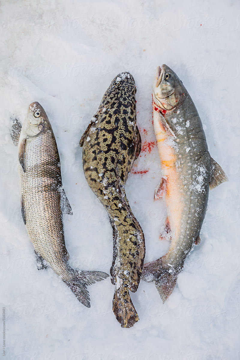 three kinds of fish on ice