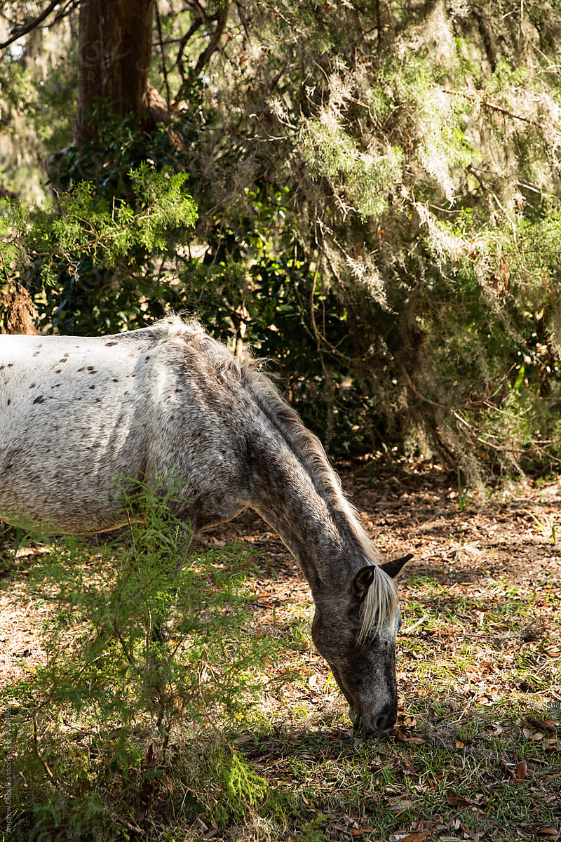 Wild Horse Grazing Among Old Live Oaks