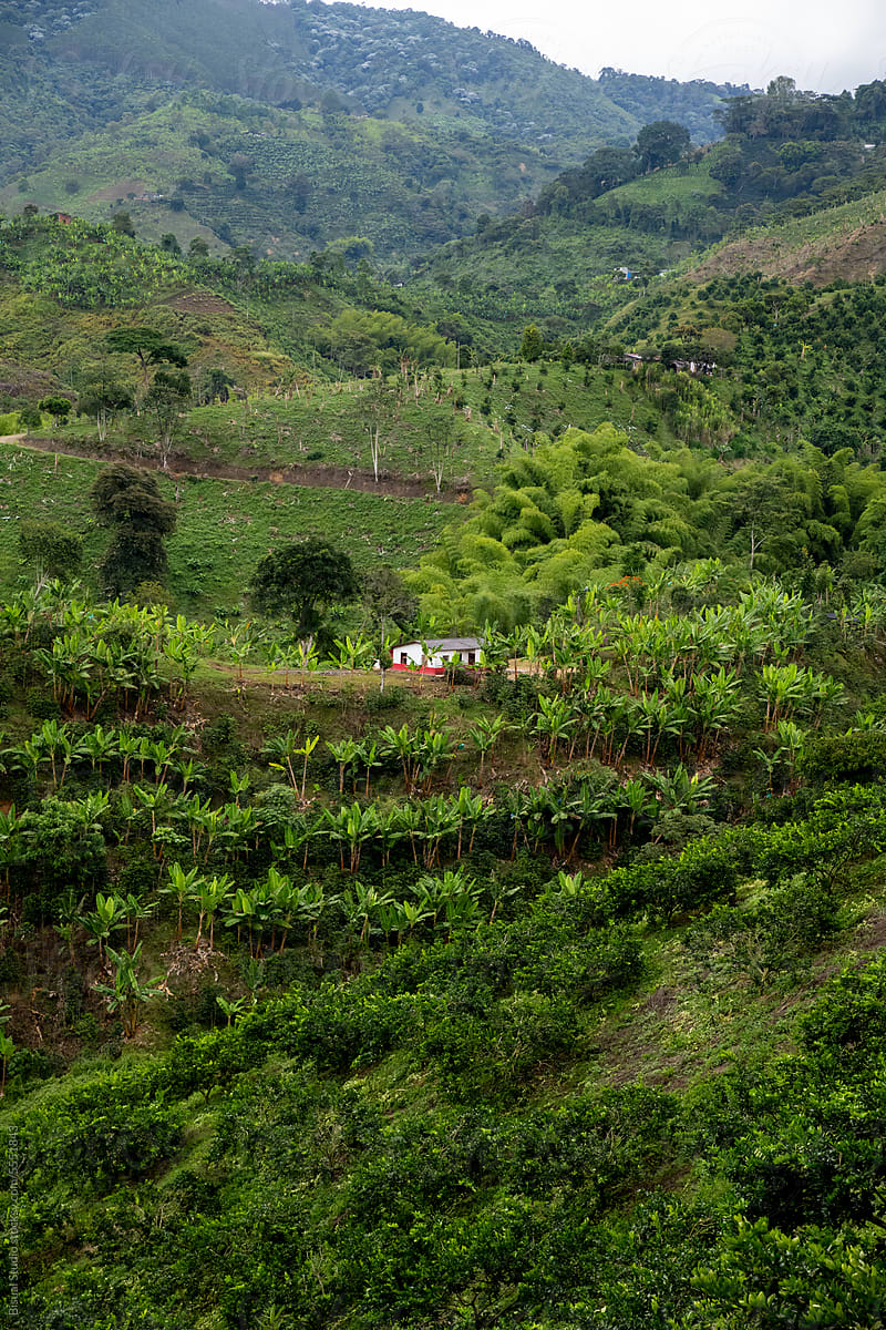 Coffee cultivation farm
