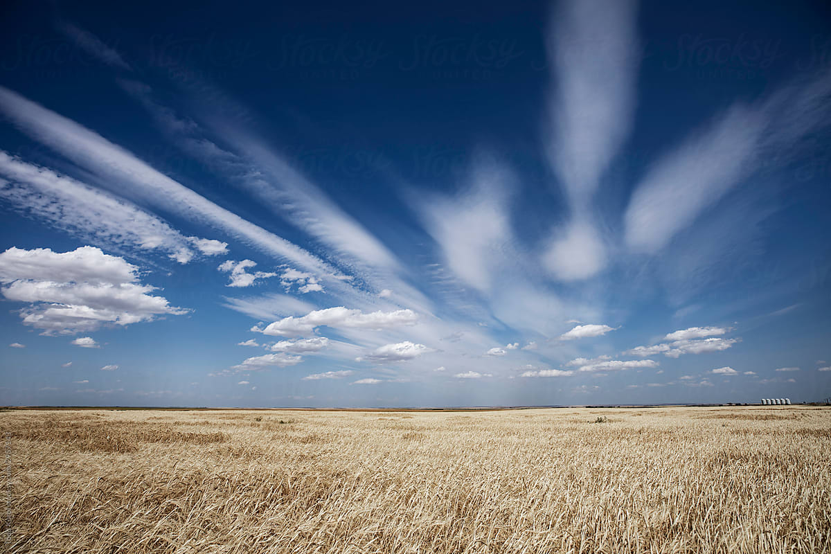 Wheat field on the prairies.