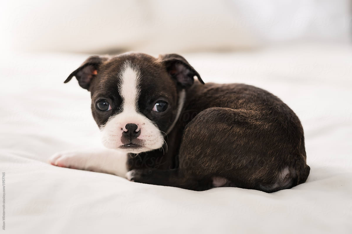 A Boston Terrier Puppy Curled Up On A Bed by Alison ...